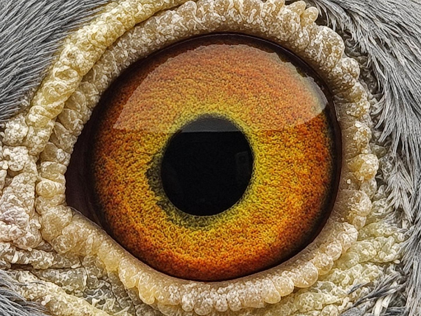 Pigeon eye